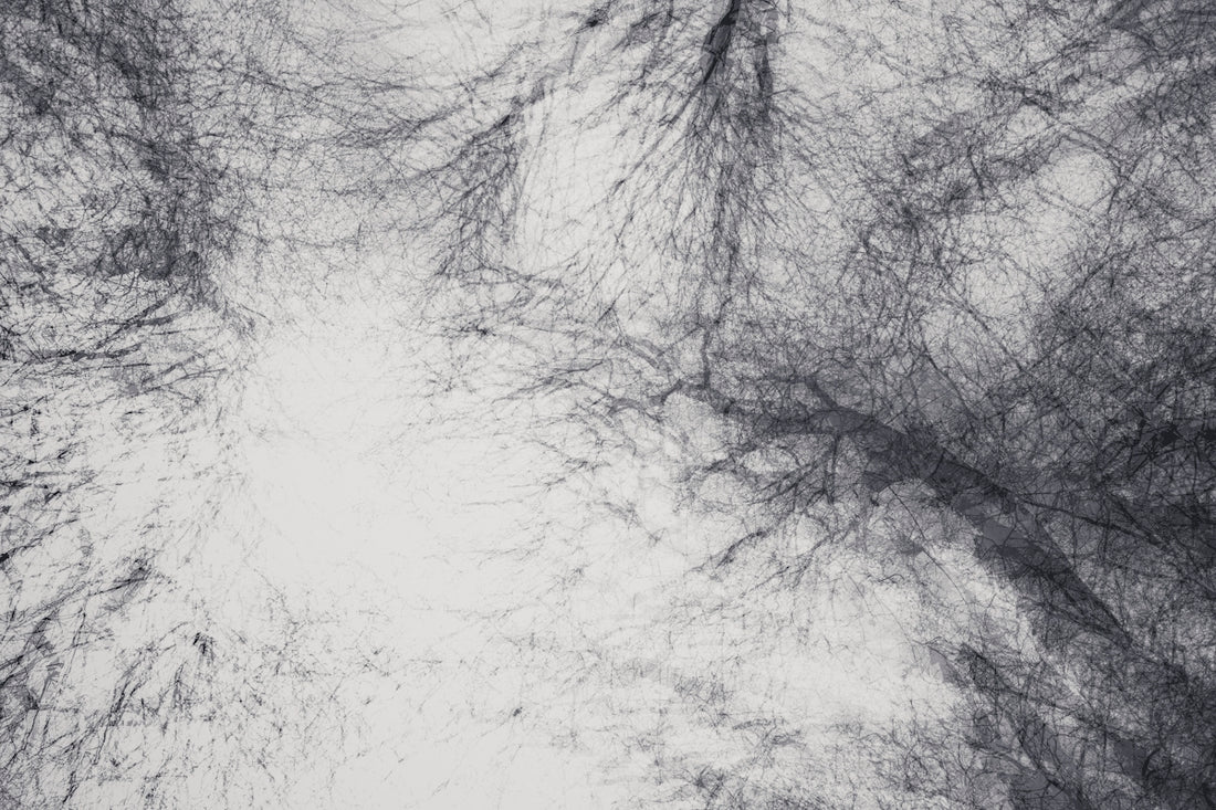 black and white tree illustration